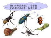 人美版小學(xué)美術(shù) 一年級(jí)下冊(cè)第11課《奇妙的爬行》課件