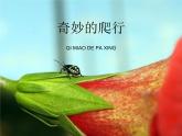 人美版小學(xué)美術(shù) 一年級(jí)下冊(cè)第11課《奇妙的爬行》課件