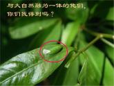 人美版小學(xué)美術(shù) 一年級(jí)下冊(cè)第11課《奇妙的爬行》課件