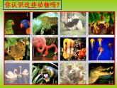 人美版小學美術 一年級下冊第11課《可愛的動物》課件