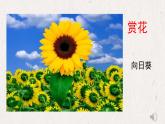 人美版小學(xué)美術(shù) 一年級下冊第19課《花的世界》課件