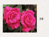 人美版小學(xué)美術(shù) 一年級下冊第19課《花的世界》課件
