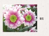 人美版小學(xué)美術(shù) 一年級下冊第19課《花的世界》課件