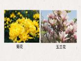 人美版小學(xué)美術(shù) 一年級下冊第19課《花的世界》課件