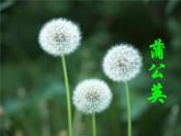 人美版小學(xué)美術(shù) 一年級下冊第19課《花的世界》課件