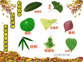 湘美版小學(xué)美術(shù) 三年級上冊第11課《留住秋天》課件