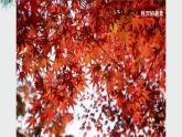 湘美版小學(xué)美術(shù) 三年級上冊第11課《留住秋天》課件