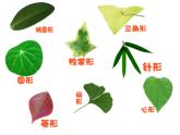 湘美版小學(xué)美術(shù) 三年級上冊第11課《留住秋天》課件