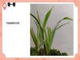 湘美版小學美術(shù) 四年級上冊 第5課《草叢中》預(yù)畫案  課件