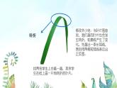 湘美版小學美術(shù) 四年級上冊 第5課《草叢中》基于標準的教學課件