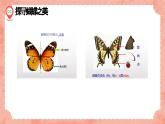 湘美版小學(xué)美術(shù) 四年級(jí)上冊(cè) 第14課《蝴蝶落我家》預(yù)畫案  課件