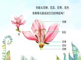 湘美版小學美術 四年級上冊 第6課《花兒朵朵》基于標準的教學課件