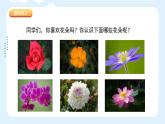 湘美版小學美術 四年級上冊 第6課《花兒朵朵》課件