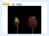 湘美版小學美術 四年級上冊 第6課《花兒朵朵》課件