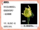 湘美版小學美術 四年級上冊 第6課《花兒朵朵》預畫案  課件
