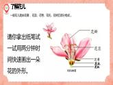 湘美版小學美術 四年級上冊 第6課《花兒朵朵》預畫案  課件