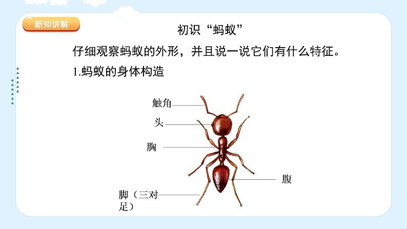 湘美版小学美术一年级上册 19课《蚂蚁搬家》课件第7页