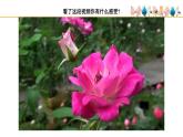 人美版小學(xué)美術(shù) 五年級下冊第14課《花鳥畫（二）》課件