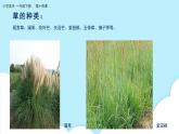 美術(shù)嶺南版一年級下冊 第14課《草色新》課件+教案