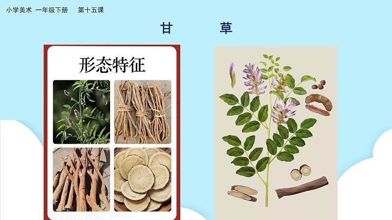 美术岭南版一年级下册 第十五课《草木生》课件第8页