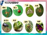 【湘美版】一上美術  第四單元 第二課《尋找昆蟲》課件+教案+素材