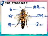 【湘美版】一上美術  第四單元 第二課《尋找昆蟲》課件+教案+素材