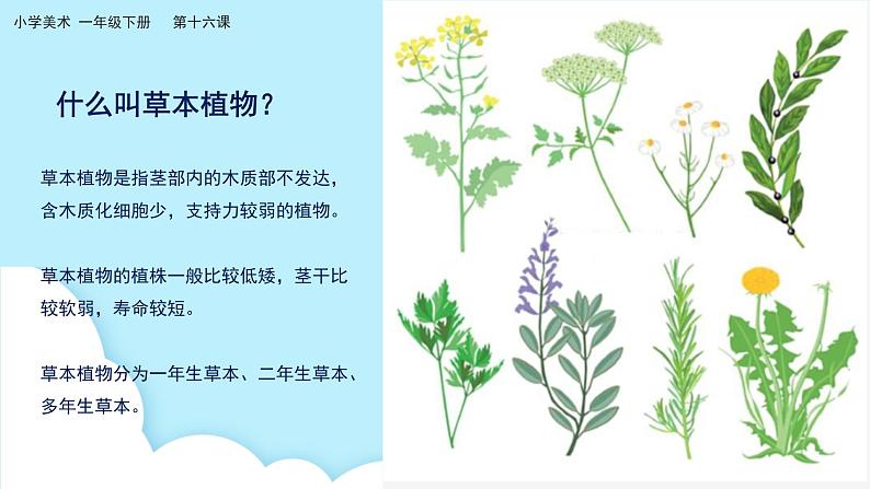 美术岭南版一年级下册 第十六课《草本说》课件第5页