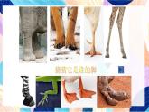 蘇少版美術六下 第3課《能干的腳》課件+教案