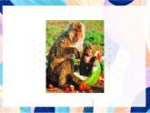 蘇少版美術(shù)二下 第4課《動(dòng)物朋友（一》課件+教案