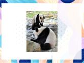 蘇少版美術(shù)二下 第4課《動(dòng)物朋友（一》課件+教案