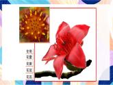 蘇少版美術(shù)二下 第6課《花兒朵朵（一）》課件+教案