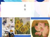 蘇少版美術(shù)二下 第7課《花兒朵朵（二）》課件+教案