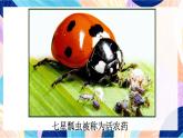 蘇少版美術(shù)二下 第14課《蟲蟲蟲（一）》課件+教案