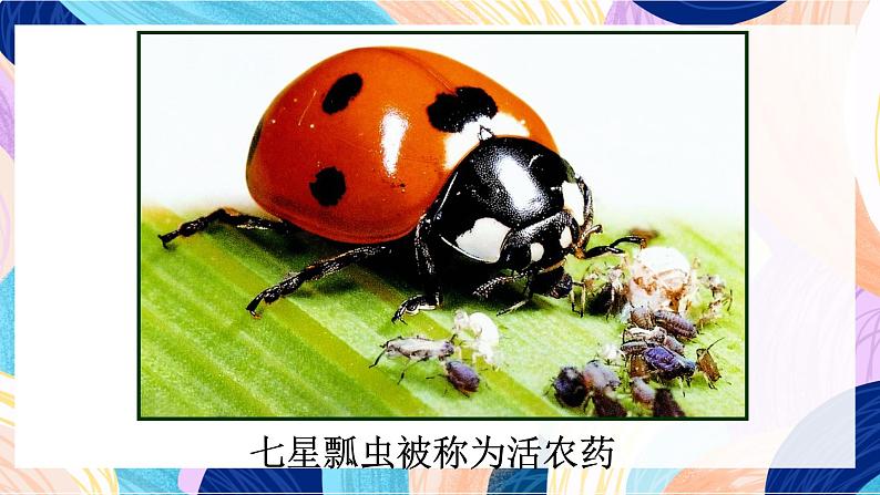 苏少版美术二下 第14课《虫虫虫（一）》课件第5页