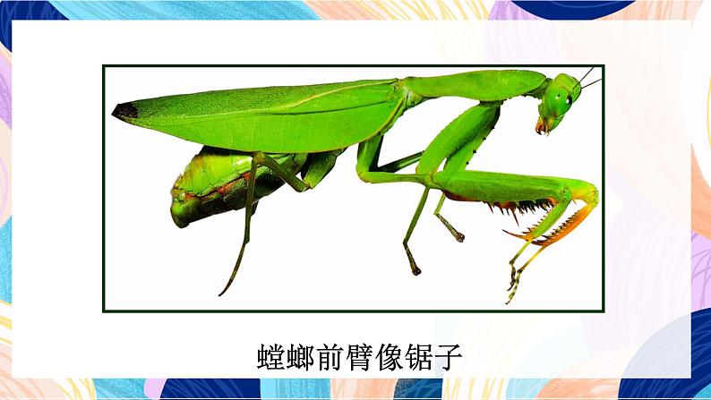 苏少版美术二下 第14课《虫虫虫（一）》课件第6页