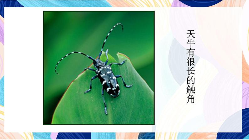 苏少版美术二下 第14课《虫虫虫（一）》课件第7页