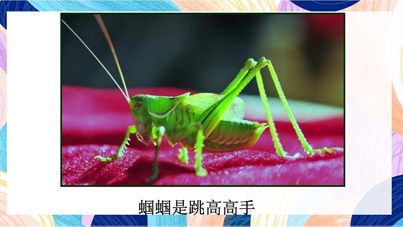 苏少版美术二下 第14课《虫虫虫（一）》课件第8页