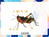 蘇少版美術(shù)二下 第15課《蟲(chóng)蟲(chóng)蟲(chóng)（二）》課件+教案