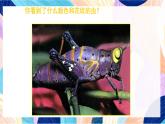 蘇少版美術(shù)二下 第15課《蟲(chóng)蟲(chóng)蟲(chóng)（二）》課件+教案