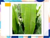 蘇少版美術(shù)一下 第13課《葉子片片》課件+教案