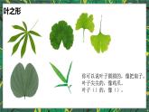 2024一年级下册岭南版美术第4课《树叶的故事》课件ppt