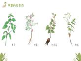 2024一年级下册岭南版美术第15课《草木生》课件ppt