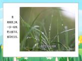 2024一年級(jí)下冊(cè)嶺南版美術(shù)第16課《草本說(shuō)》課件ppt
