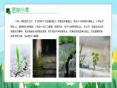 2024一年級(jí)下冊(cè)嶺南版美術(shù)第16課《草本說(shuō)》課件ppt
