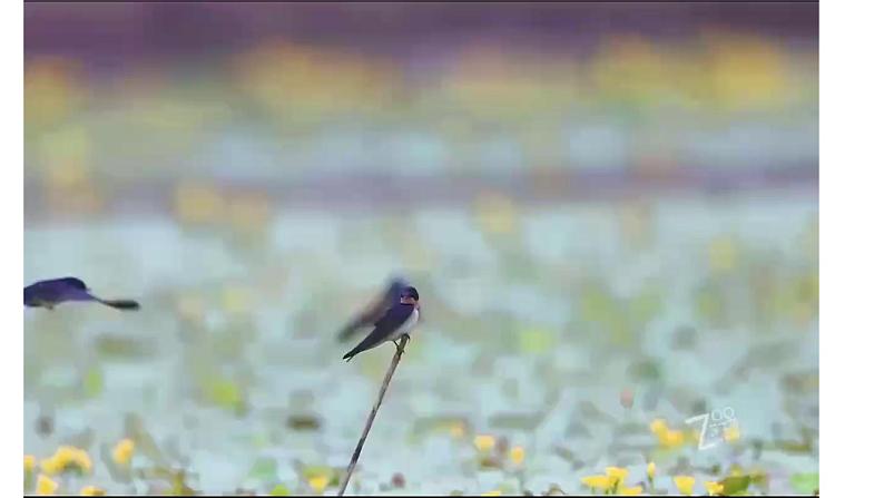 美术人教版一年级下册 第二课《春天的使者》课件第2页