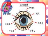 2024一年級(jí)下冊(cè)嶺南版美術(shù)第7課《閃亮的眼睛會(huì)說(shuō)話》課件ppt