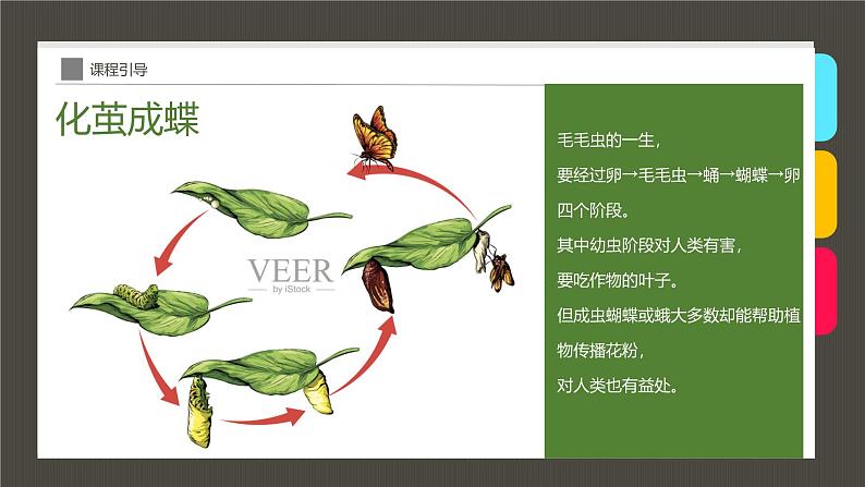 309、《3-5岁好饿的毛毛虫》+课件第7页