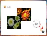 【新教材核心素养】湘美版美术一年级下册第1单元第2课《花朵之美》课件+同步教案
