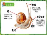 湘美版（2024）美術(shù)一年級(jí)下冊(cè) 3.1 小蝸牛慢慢爬（課件+教學(xué)設(shè)計(jì)）