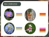 2024-2025學(xué)年湘美版美術(shù)一年級(jí)下冊(cè)1.2《花朵之美》課件+素材